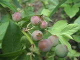 f0139520_145054.jpg