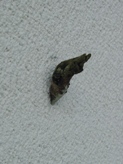 e0127935_17373942.jpg