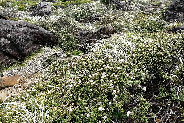 f0003138_8451767.jpg