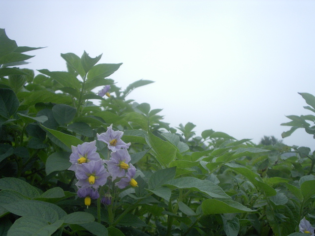 a0054043_2001393.jpg