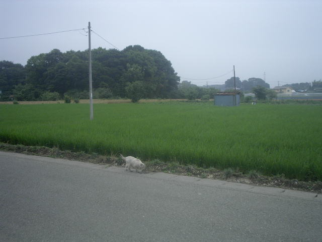 a0054043_2073391.jpg