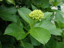 c0047449_18361390.jpg