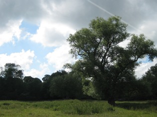 e0018350_3532421.jpg