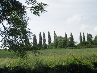 e0018350_465896.jpg