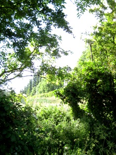 e0018350_471231.jpg