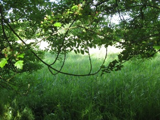 e0018350_48627.jpg