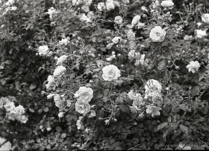 e0063851_13304924.jpg
