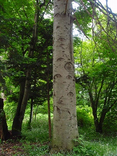 e0004756_8204377.jpg