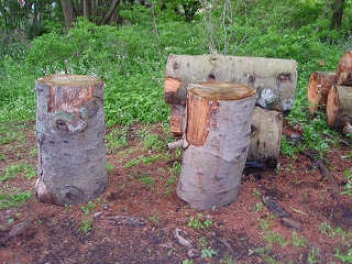 e0004756_8263299.jpg
