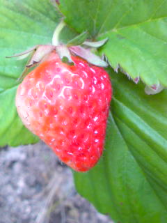 e0028656_2144448.jpg