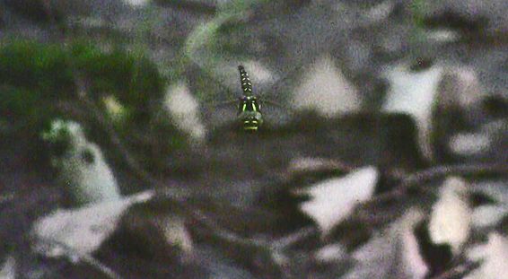 d0020180_133324.jpg