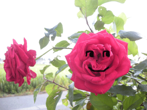 e0066883_22444239.gif