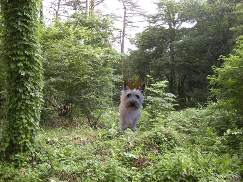 e0066883_22532228.gif