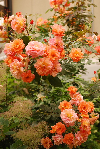 c0156789_21591864.jpg
