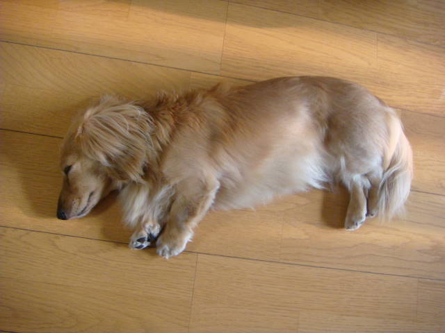 d0098295_17582244.jpg