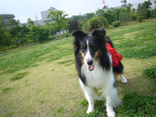 e0130008_17471317.jpg