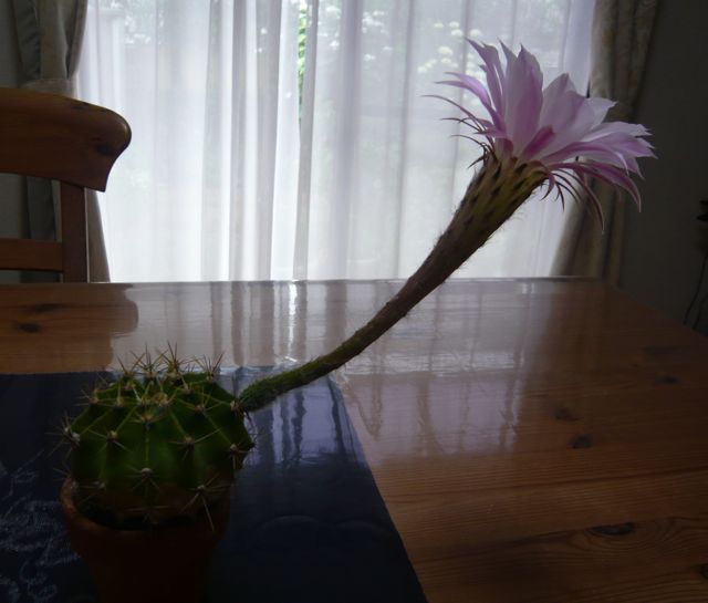 e0111220_1373251.jpg