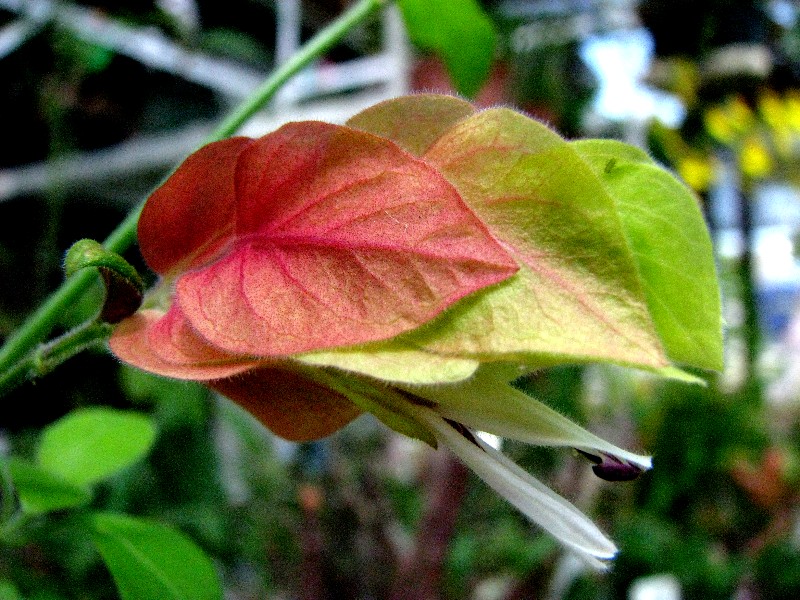 a0004023_2054212.jpg
