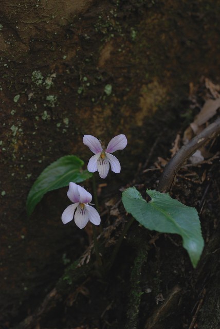 c0027027_2151741.jpg