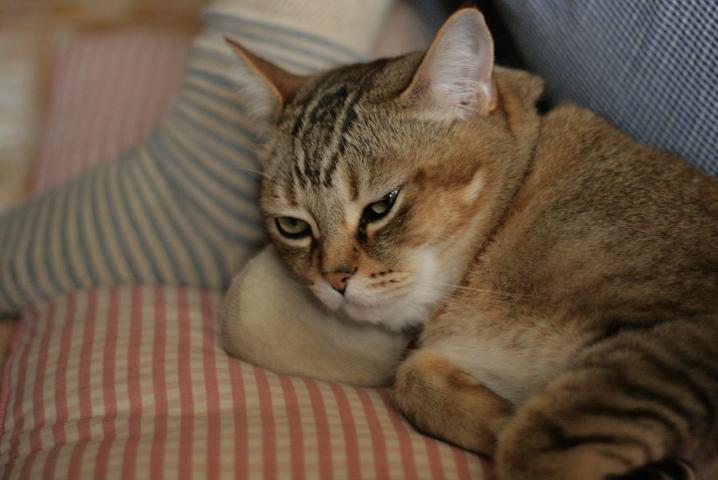 f0055228_205219.jpg