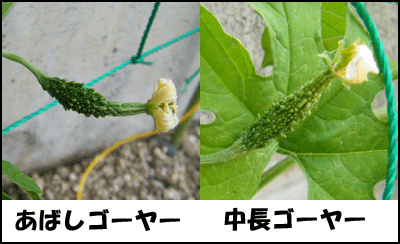 f0008935_15453676.gif