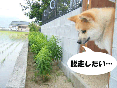 f0008935_15514948.gif