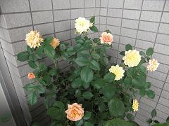e0019942_12395375.jpg