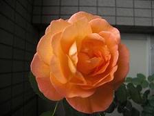 e0019942_12411065.jpg