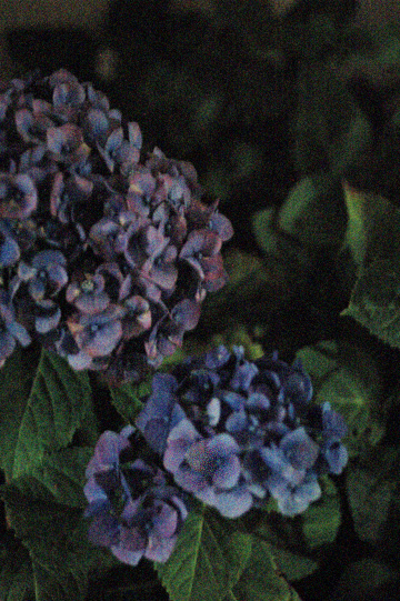 d0008146_4192010.jpg