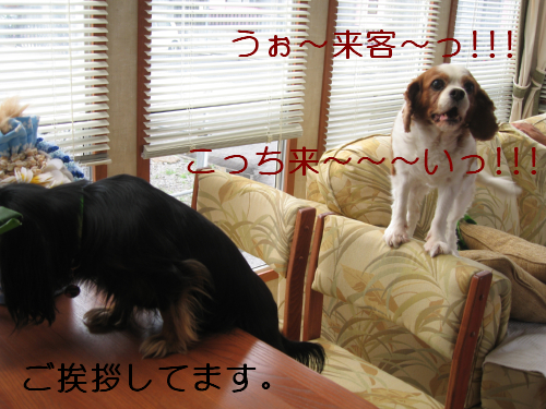 a0101958_1691894.jpg