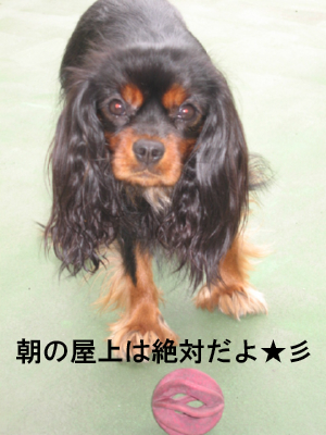 a0101958_17344137.jpg