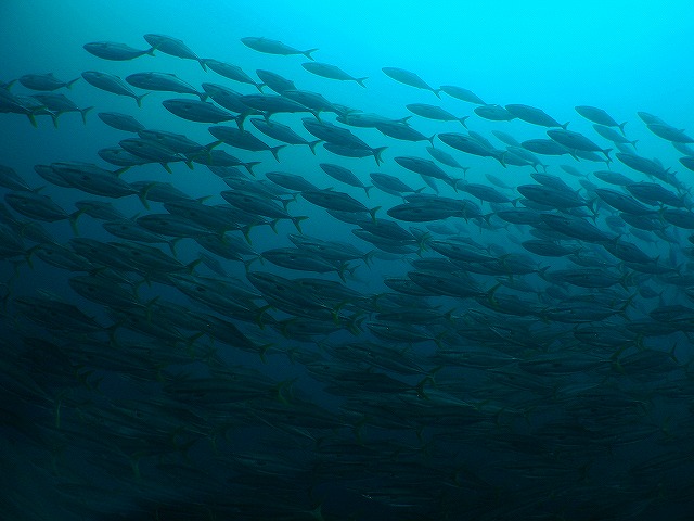 a0117858_22473214.jpg