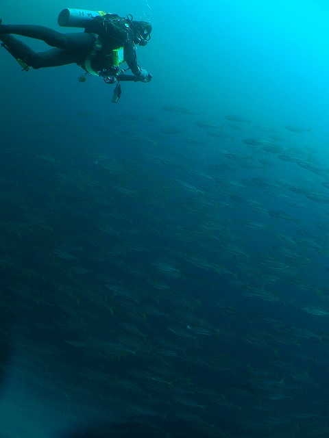 a0117858_22474697.jpg