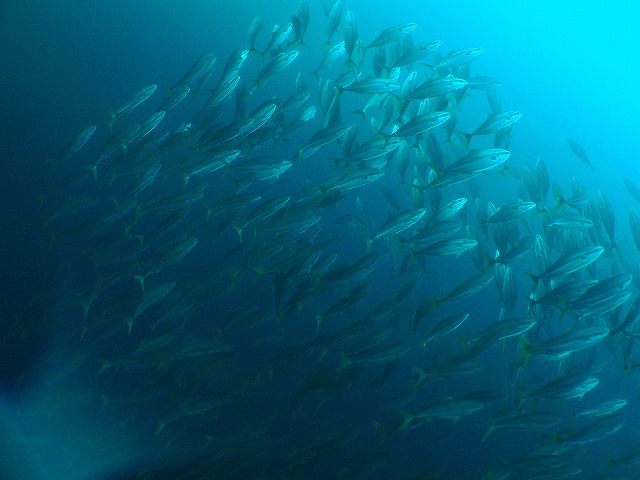 a0117858_22481266.jpg