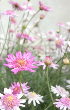 f0178471_0415045.jpg