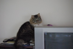 f0004775_7121864.jpg