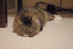 f0004775_851849.jpg