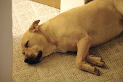 f0004775_854169.jpg