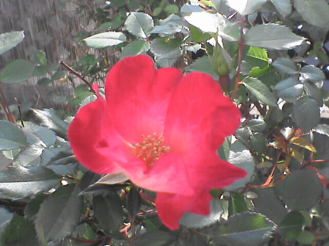 c0069380_12401582.jpg