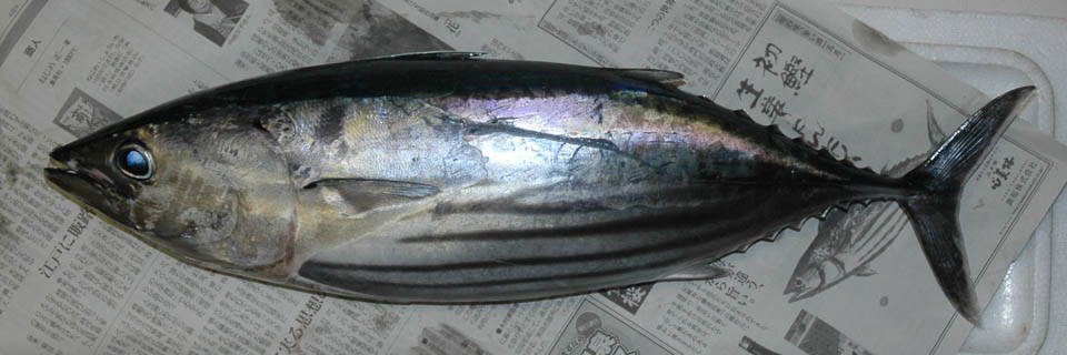 c0170789_1564321.jpg