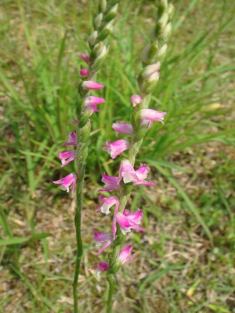 e0111793_114920.jpg