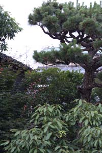 e0156015_1249738.jpg