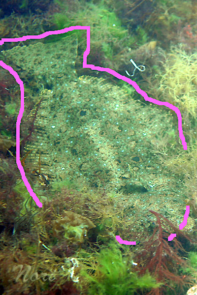 b0044726_092475.jpg