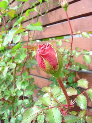 f0205733_14185595.jpg