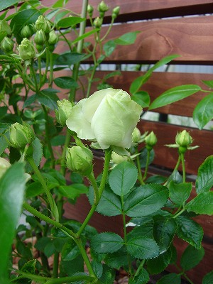 f0205733_14191221.jpg