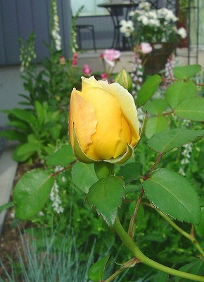 f0205733_14192448.jpg