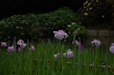 菖蒲