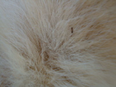 e0158841_15321639.jpg