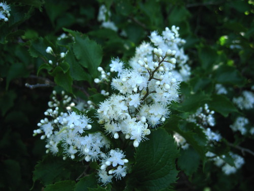c0179351_20151938.jpg