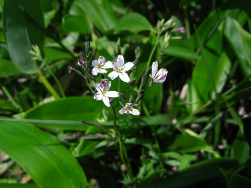 c0179351_2036235.jpg